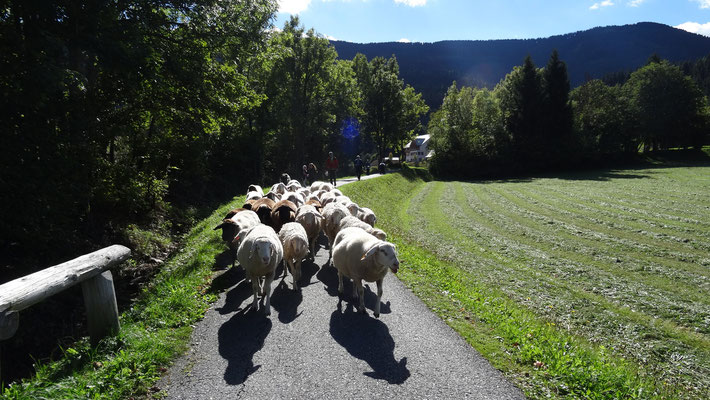 Bildergalerie vom Schafe holen