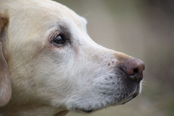 Hundefotografie © Katja Backen