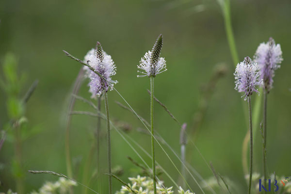 © Katja Backen | Wiesenblumen