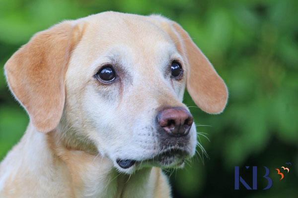 Hundefotografie © Katja Backen