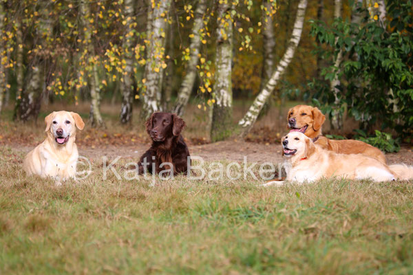 Hundefotografie © Katja Backen