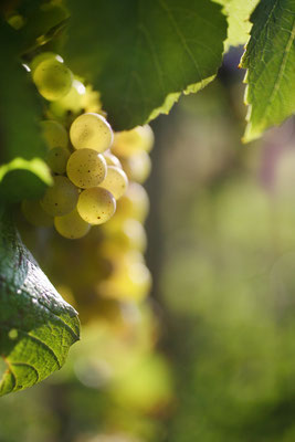 Grappe raisin Chardonnay - Crédit BIVB/Armelle Photographe