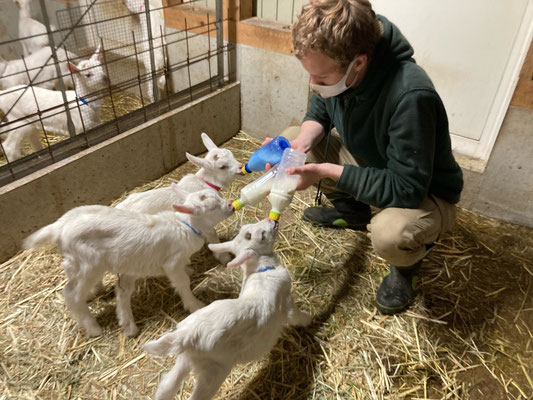 ヤギの販売について - maukalanigoatfarm ページ! ヤギの販売について - maukalanigoatfarm ページ!