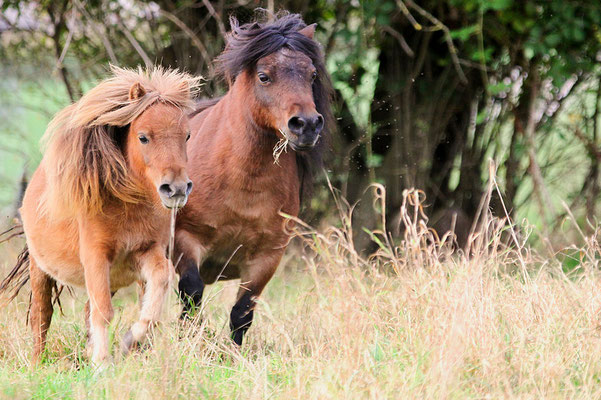 foto-aldente.net Pferdefotografie - Pferdeshooting - Tierfotografie