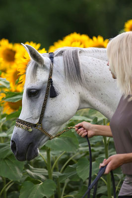 foto-aldente.net Pferdefotografie - Pferdeshooting - Tierfotografie