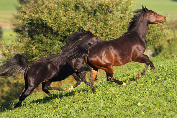 foto-aldente.net Pferdefotografie - Pferdeshooting - Tierfotografie