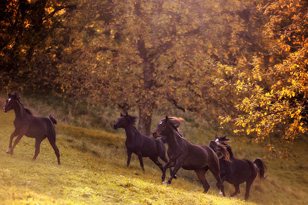 foto-aldente.net Pferdefotografie - Pferdeshooting - Tierfotografie