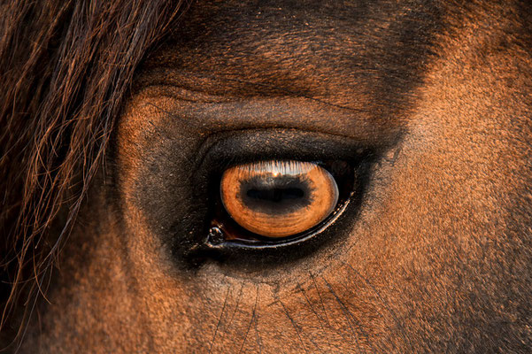 foto-aldente.net Pferdefotografie - Pferdeshooting - Tierfotografie