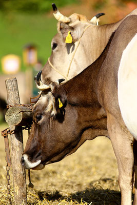 foto-aldente.net - Brunnadern - Viehschau - Fotografie - Tierfotografie