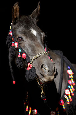 foto-aldente.net Pferdefotografie - Pferdeshooting - Tierfotografie