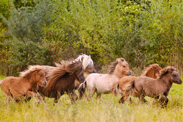 foto-aldente.net Pferdefotografie - Pferdeshooting - Tierfotografie