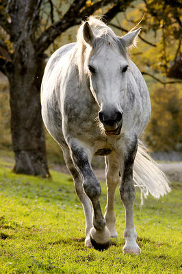 foto-aldente.net Pferdefotografie - Pferdeshooting - Tierfotografie