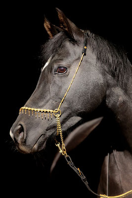 foto-aldente.net Pferdefotografie - Pferdeshooting - Tierfotografie