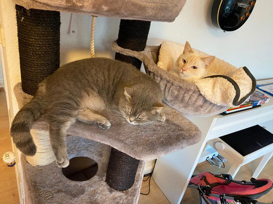 Mama Jaffy und Kumpel Mickey in Paderborn