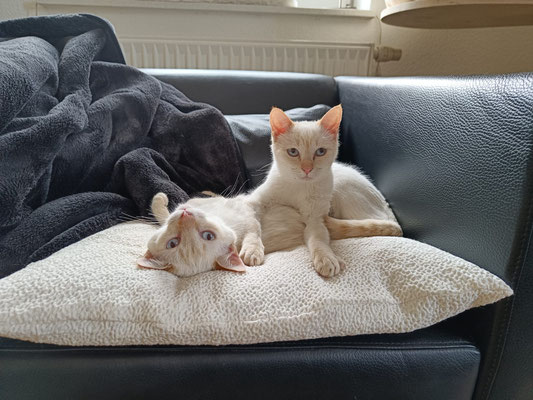 Orphelia und Skitter in Bargfeld