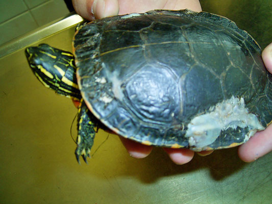 Die Verletzung am Panzer der Schildkröte wurde versorgt