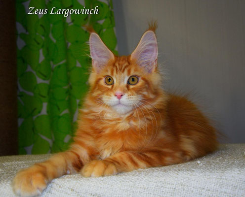   Zeus Largowinch (Зевс) 3,5 месяца