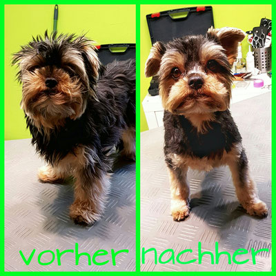 Lotta  (yorki)