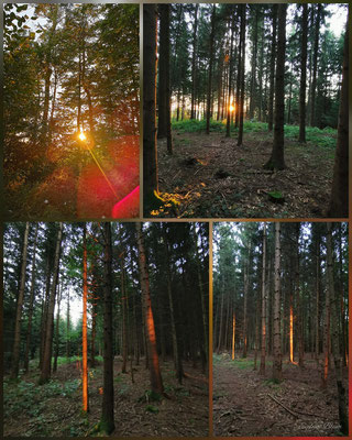 beleuchtete Baumstämme vom Sonnenuntergang Bramberg
