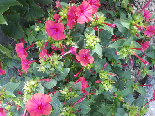 Wunderblume Mirabilis, Blüten in rot, rosa, weiß und gelb                                                                            