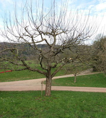 Bäume wurden durch Mitglieder geschnitten