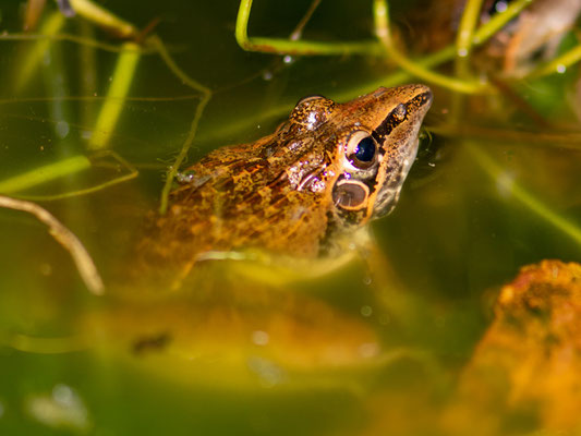 Ptychadena oxyrhynchus