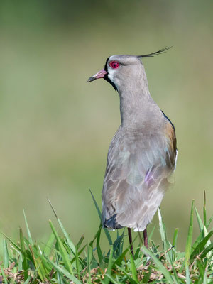  Vanneau téro, Vanellus chilensis