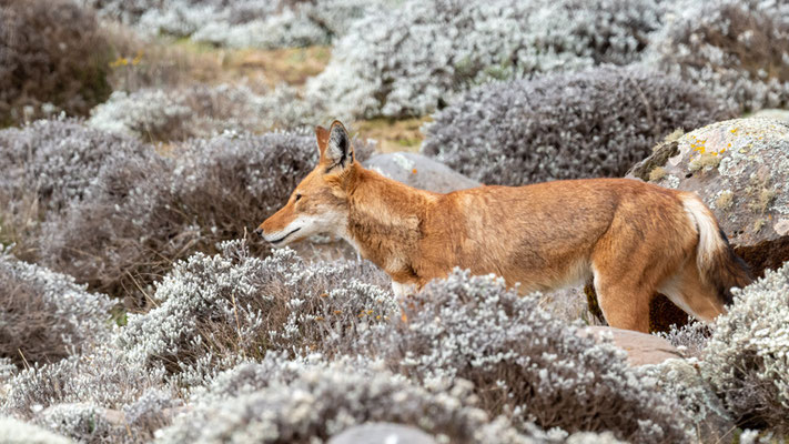 Loup d'Abyssinie, Canis simenso