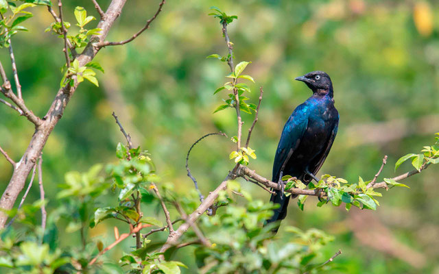 Choucador de Ruppell, Lamprotornis purpuropterus