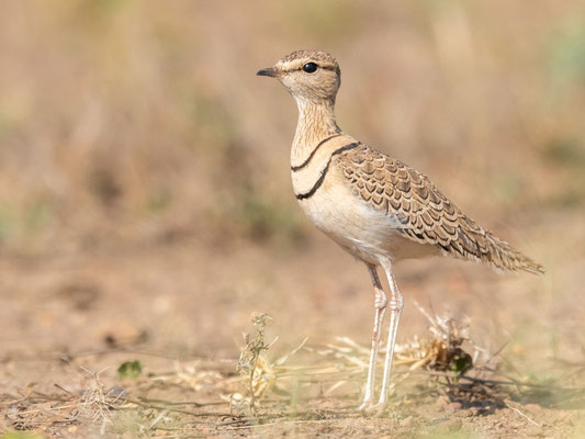 Courvite à double collier, Rhinoptilus africanus. Parc national d'Awash 