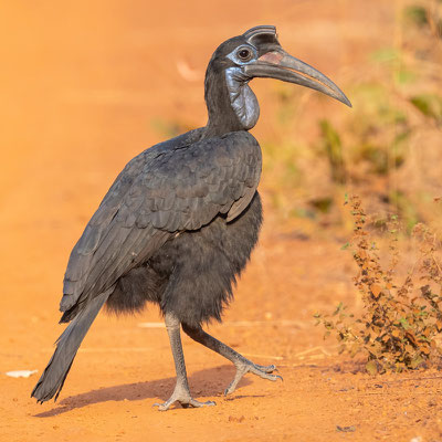 Bucorve d'Abyssinie,  Bucorvus abyssinicus