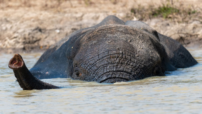 Eléphant de savane, Loxodonta africana se rafraichissant au bord d'un étang créé par un lodge de luxe situé en amont