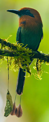 Broad-billed Motmot, Electron platyrhynchum