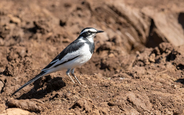 Bergeronnette pie, Motacilla aguimp