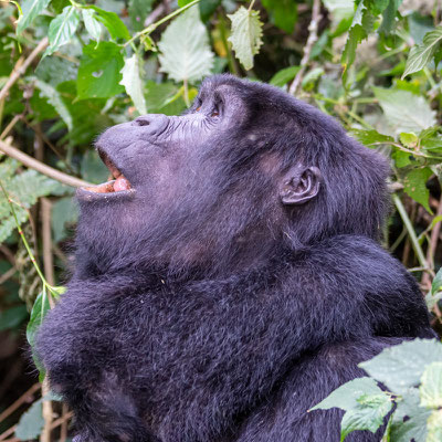 Gorille des montagnes, Gorilla beringei beringei 