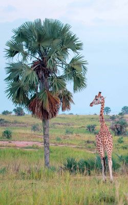 Girafe, Girafa camelopardalis rotschildi