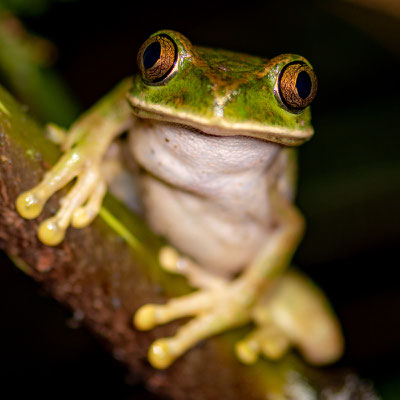 Amani forest treefrog, Leptopelis vermiculatus. Tanzania endemic