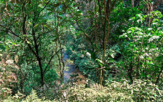 La forêt de Bwindi côté plaine appelé "the Neck". Splendide!