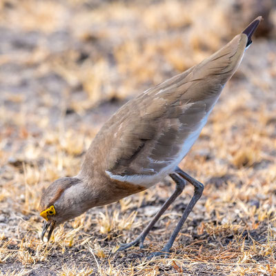 Brown-chested Lapwing, Vanellus superciliosus