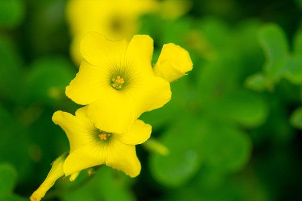 Oxalis des Bermudes, Oxalis pes-caprae