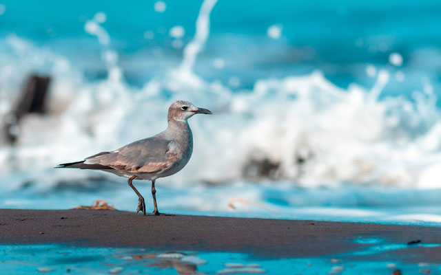 Mouette atricille, Leucophaeus atricilla