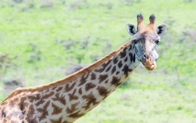 Masai giraffe , Giraffa camelopardalis tippelskirchi