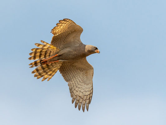 Épervier des Ovampos,  Accipiter ovampensis