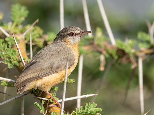 Crombec sitelle, Sylvietta brachyura. Lac Basaka