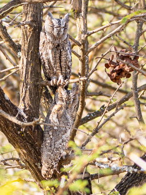 Petit duc africain, Otus senegalensis. Hara lodge