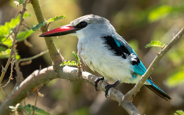 Woodland Kingfisher, Halcyon senegalensis