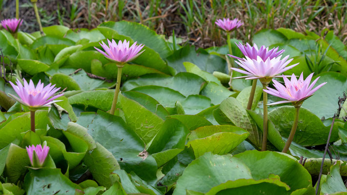 Nymphaea sp.