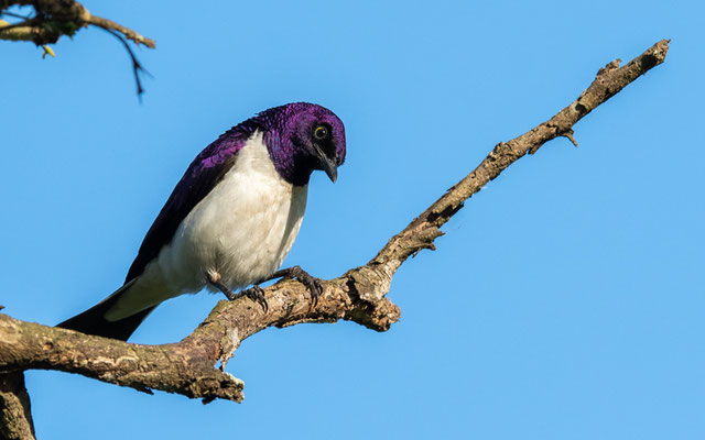 Violet-backed Starling, Cinnyricinclus leucogaster mâle