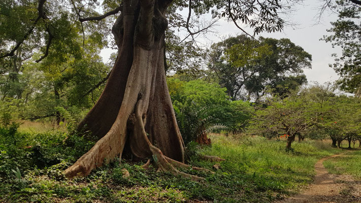 Accra Botanic garden