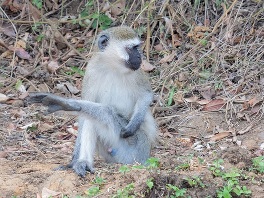 Vervet Bleu, Chlorocebus pygerythrus